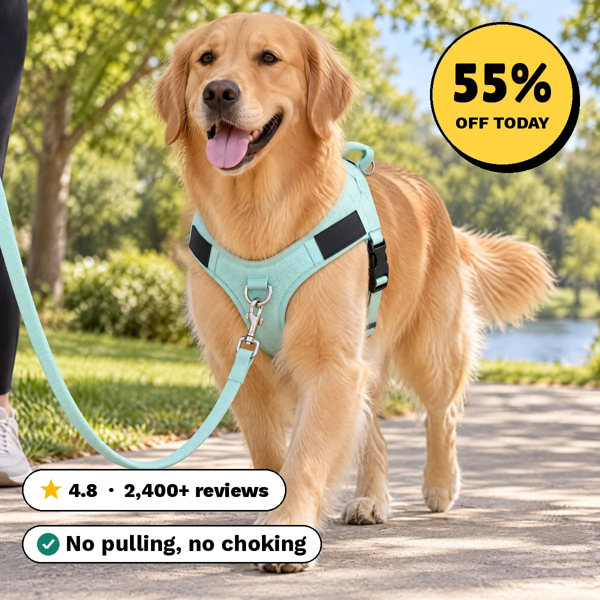 Golden retriever walking in the StrideFit harness, 55% off