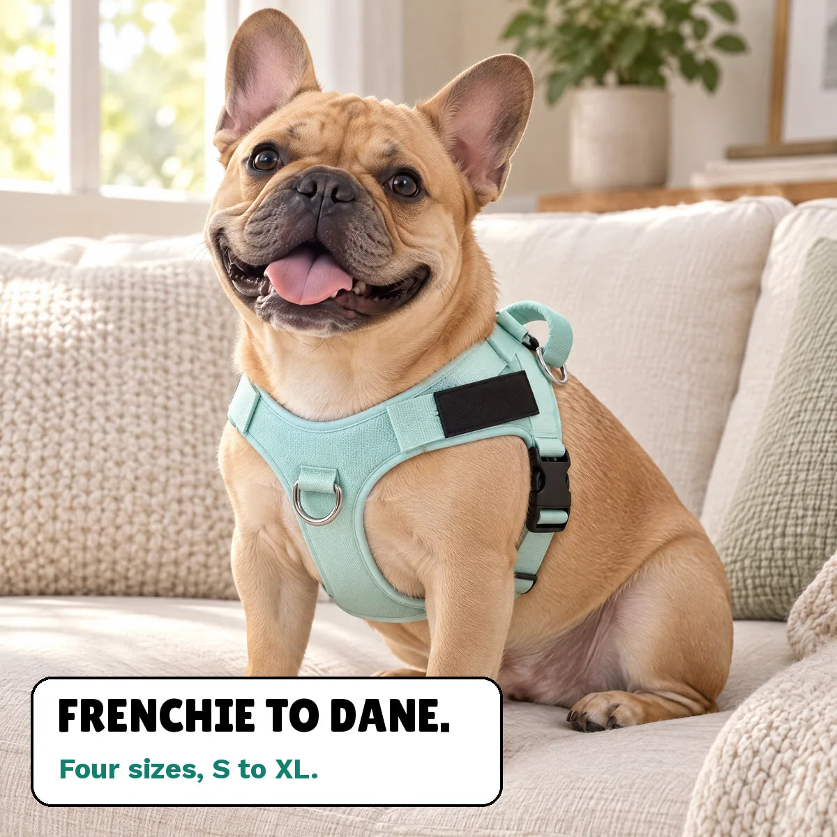 French bulldog wearing StrideFit